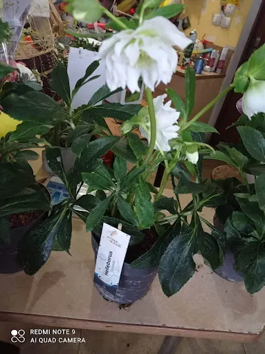 Malinka. Kwiaciarnia. Malinowska A.